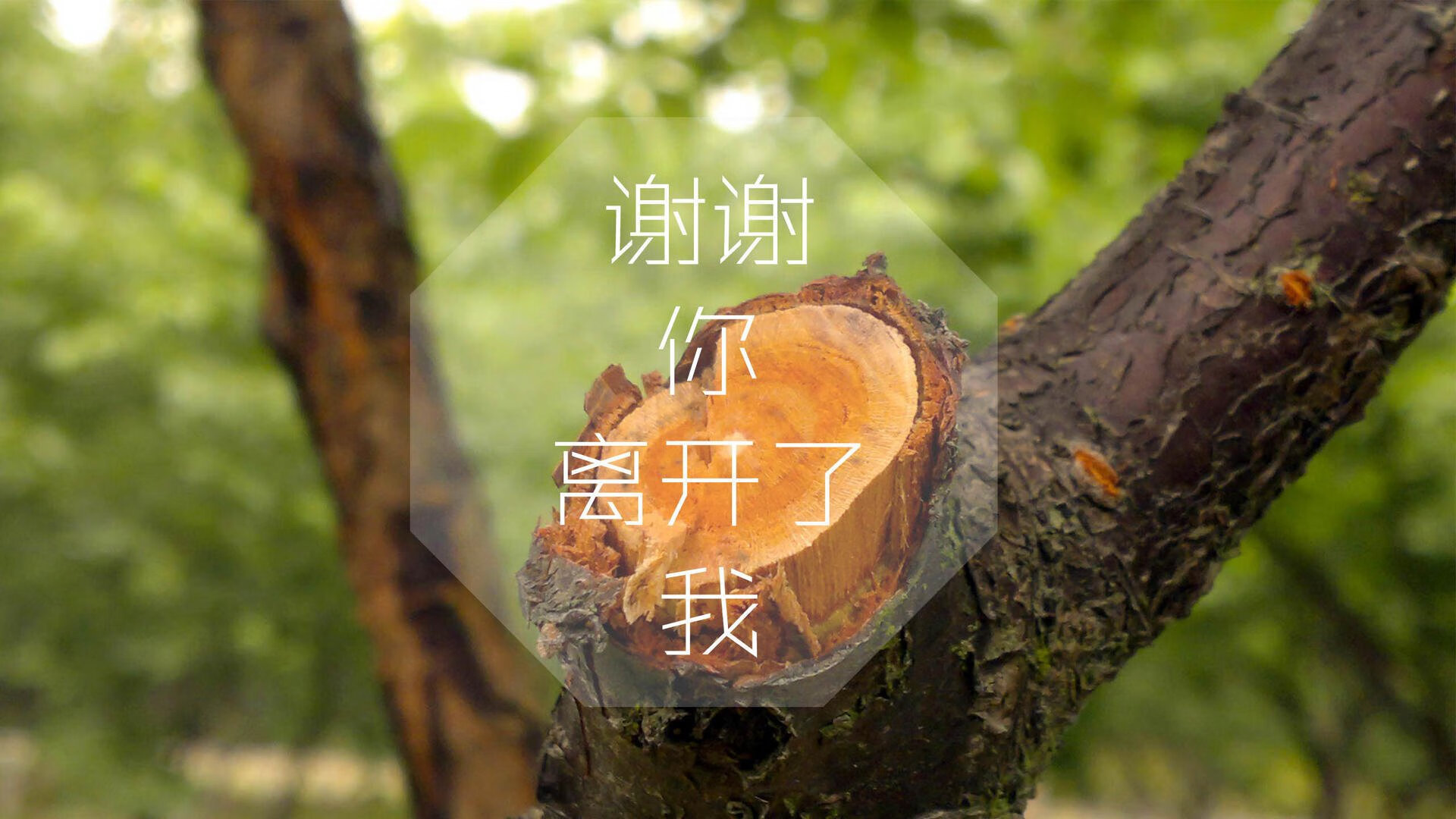 世界越野滑雪大奖赛中国初登领奖台，越野滑雪世锦赛