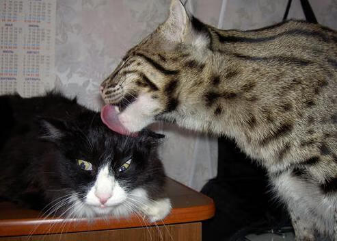 精彩绝伦:本赛季最震撼的七场比赛回顾,s7经典比赛