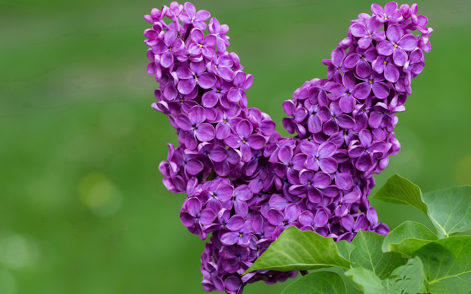 英超裁判基于语义分析技术提升比赛判罚一致性研究,英超裁判有哪些