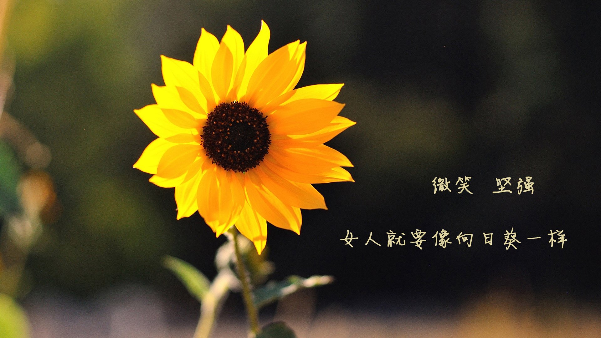 运动营养知识普及平台用户行为数据分析,运动营养咨询与指导soap流程手册