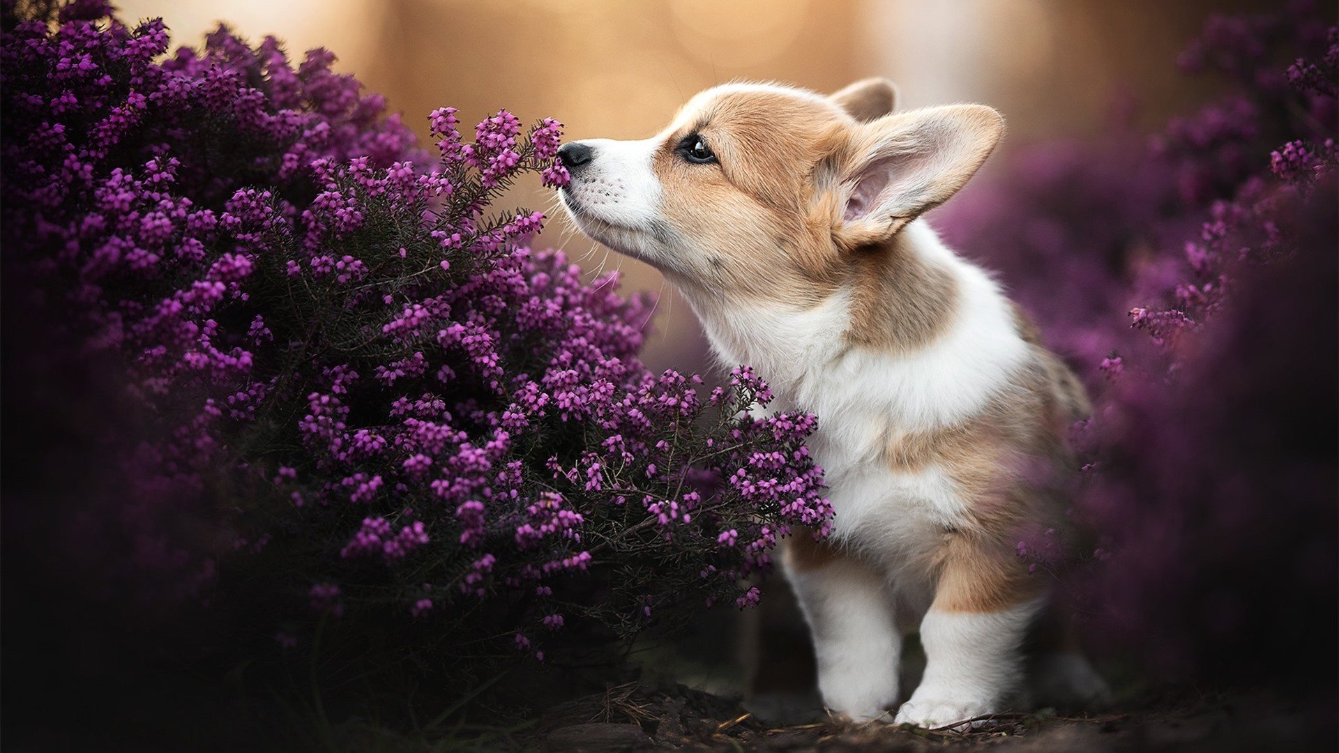 青年才俊:未来十年欧洲球坛的领军人物,欧洲年轻球员