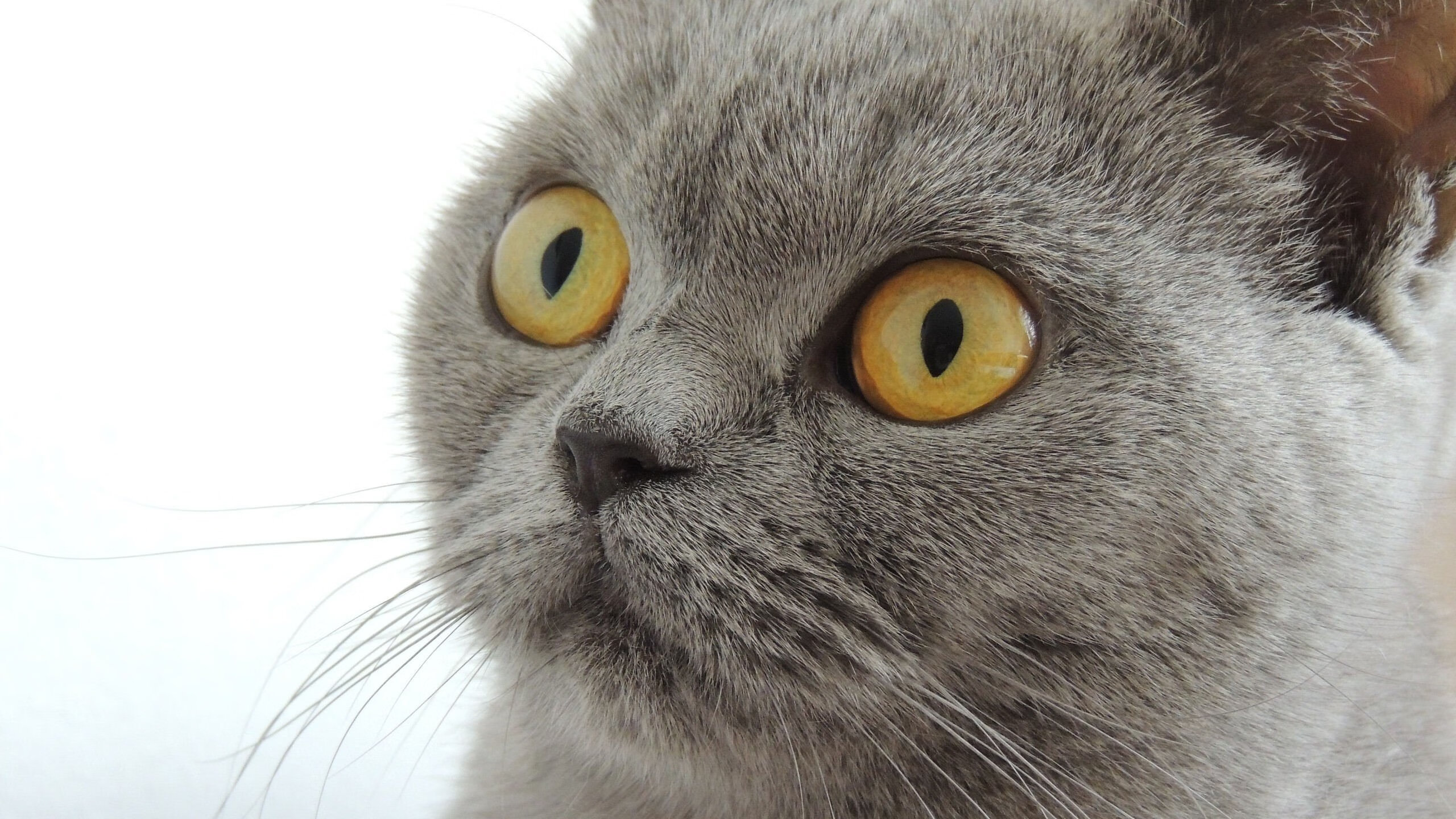 CBA球队科学管理 减少球员伤病发生,cba球队防守效率排名