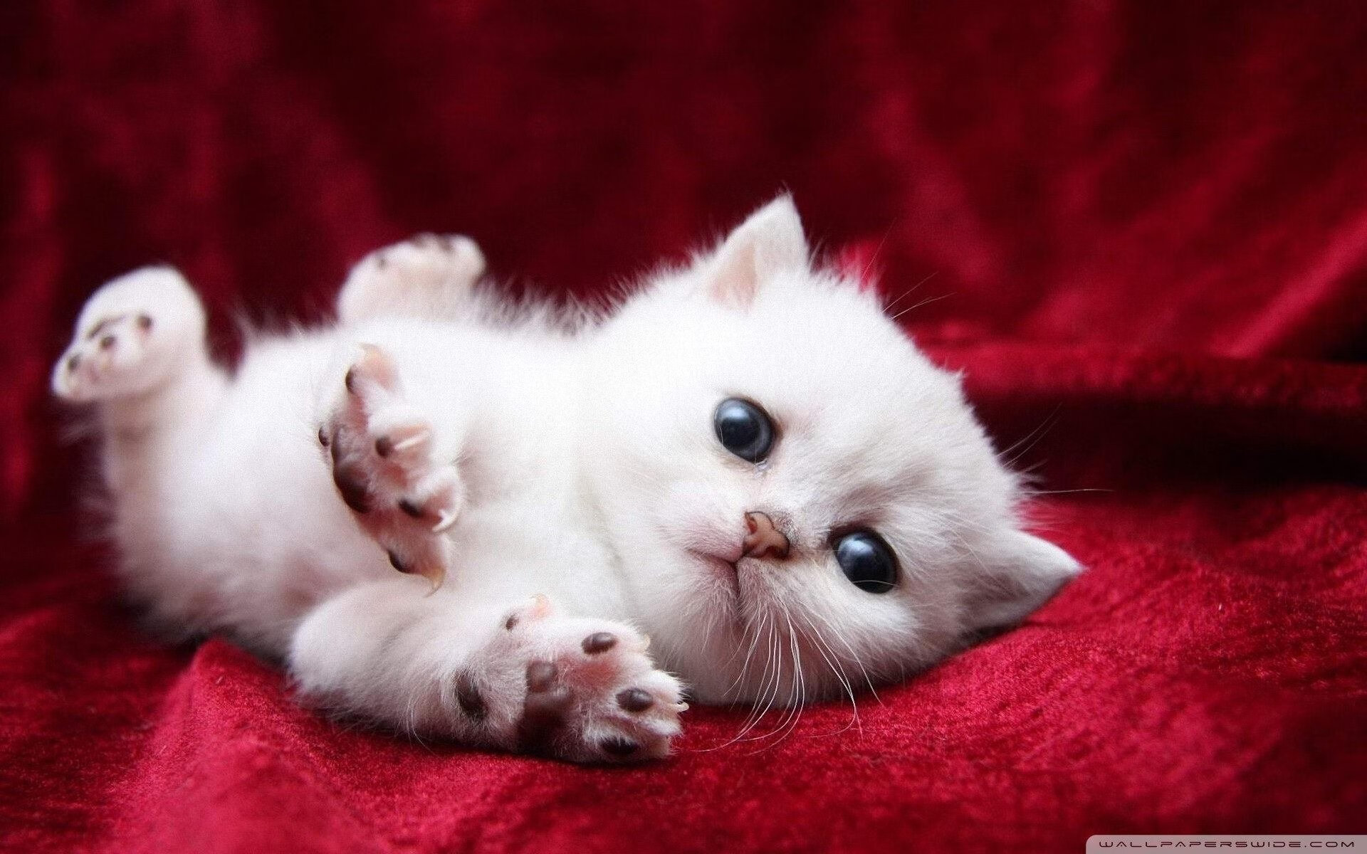 亚洲杯中国足球逆袭 球迷感叹球队进步明显,中国足球队亚洲杯亚军阵容