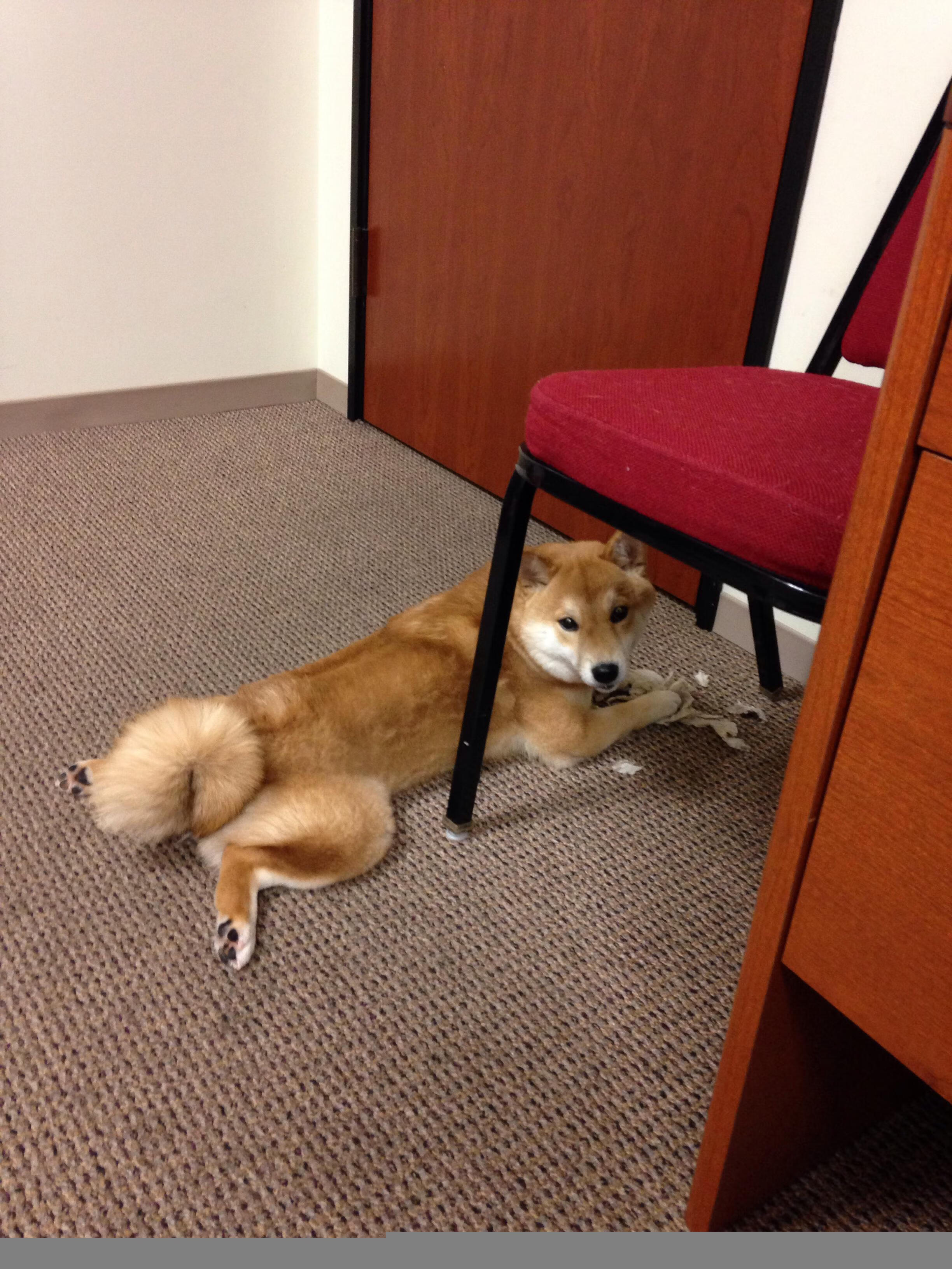 曼联双后腰联动强化中路防守,曼联套后腰