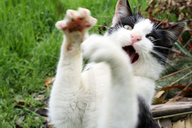 球队抗压能力是否与联赛经验成正比例关系,抗压能力问题