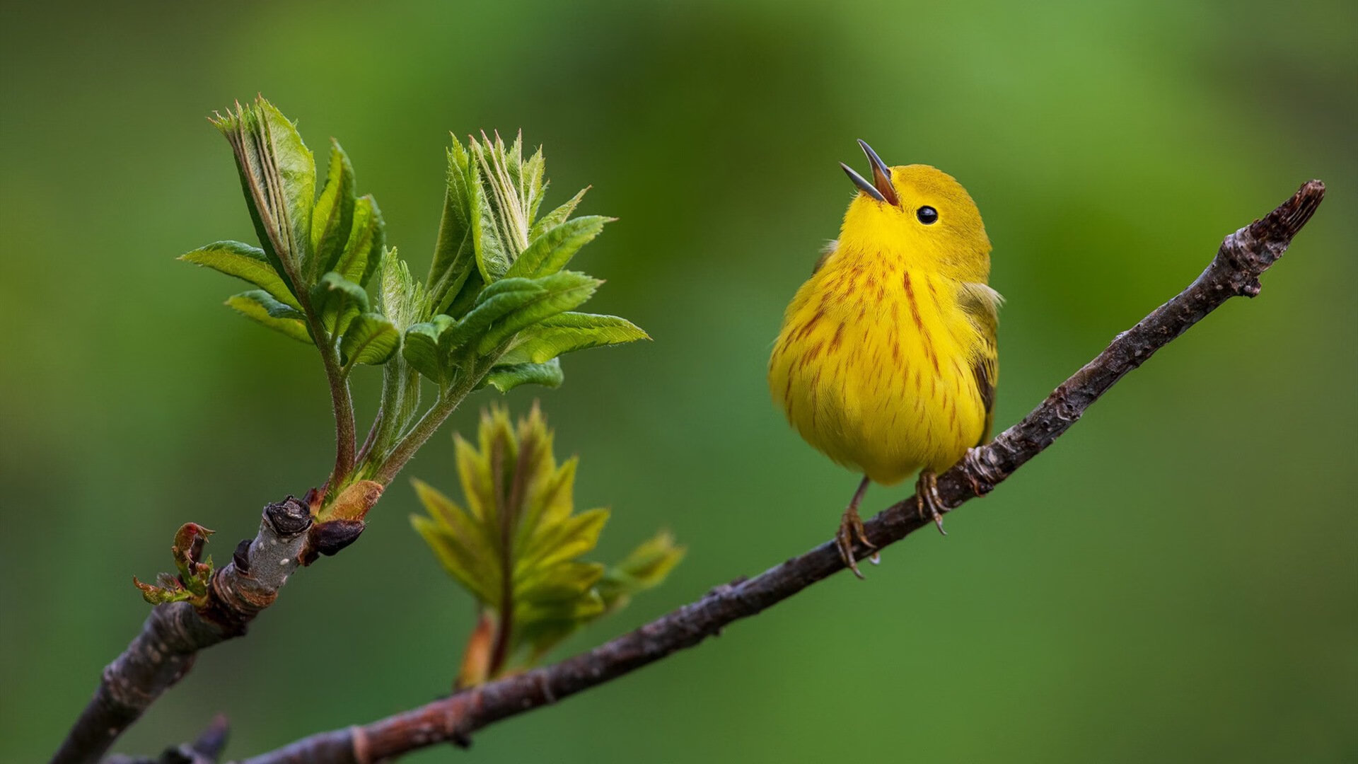 CBA球队优化替补策略加强整体攻防轮转效率,cba替补队员都有谁
