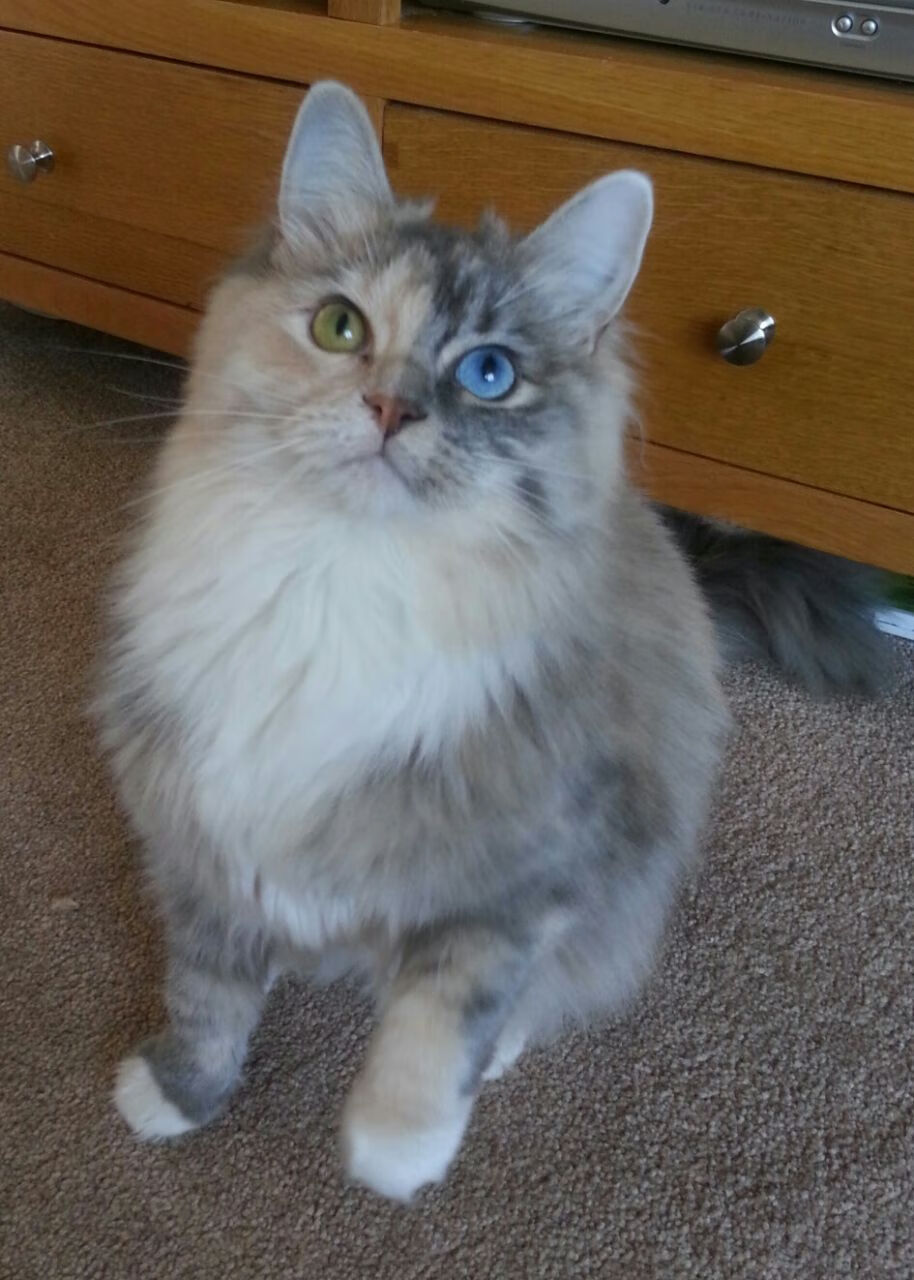 “马丁·高尔西:美洲狮队的未来领袖,展现橄榄球全能技艺”