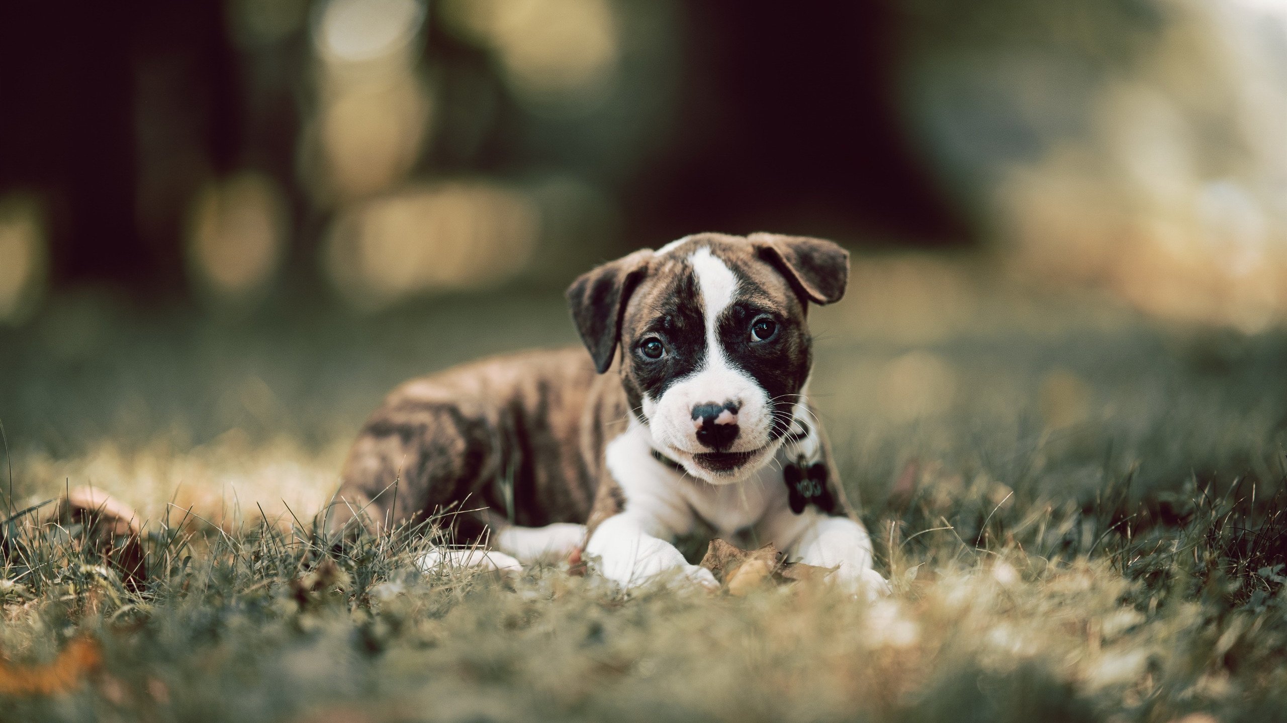中国女排庆祝新场馆落成拍摄合影,中国女排表演
