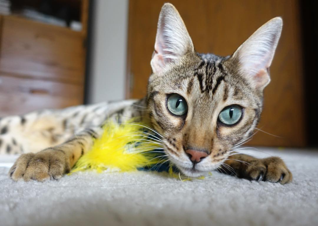 全球足球场馆融入智能空气净化技术,打造健康比赛环境,足球场内有空调吗