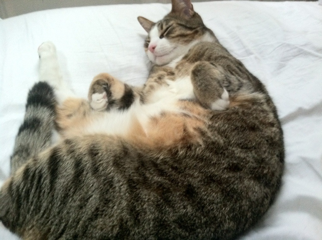 哈萨克斯坦女篮在欧洲预赛中奋勇拼搏,期待奥运突破