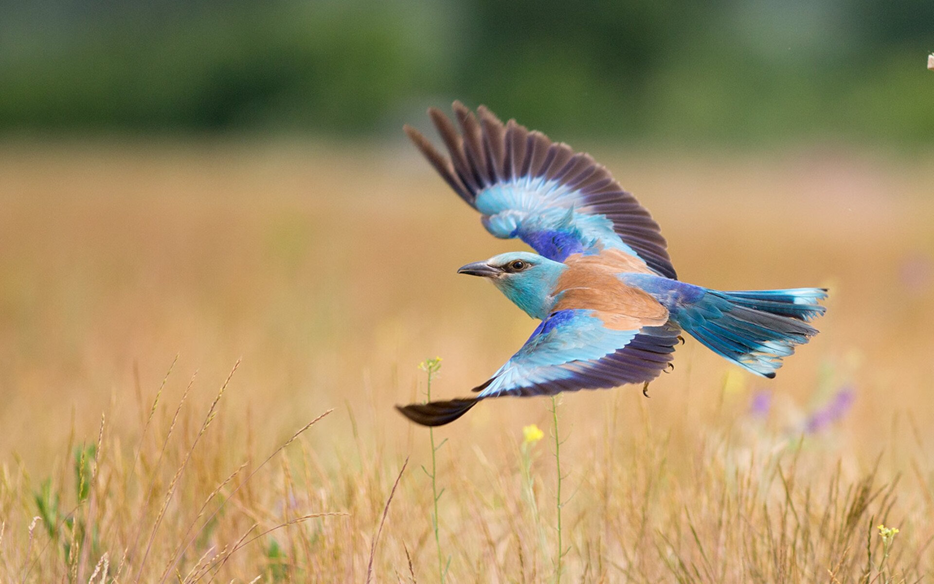 国家篮球训练基地扩建计划启动打造亚洲一流专业设施,国家篮球训练基地在哪