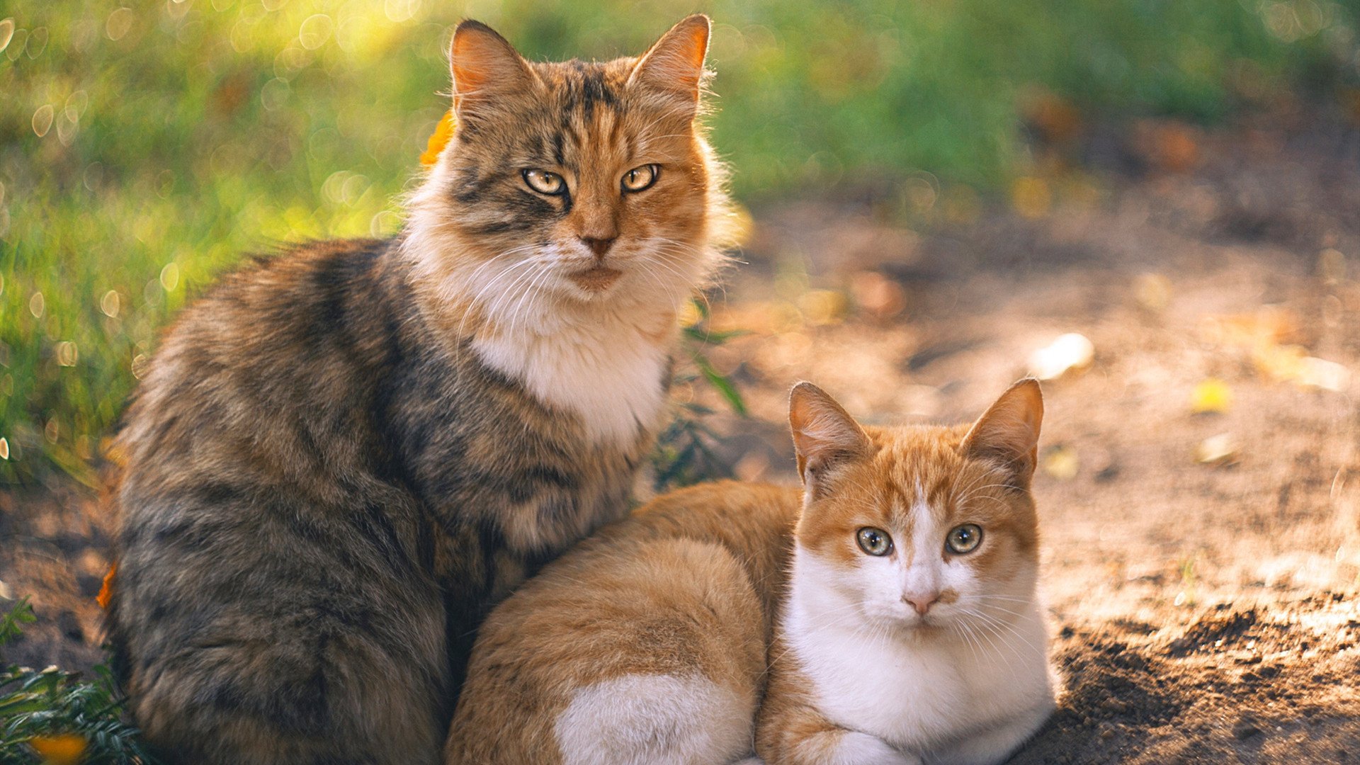 开云体育app下载-塔特的精准传球，成为袋鼠队制胜的隐形武器
