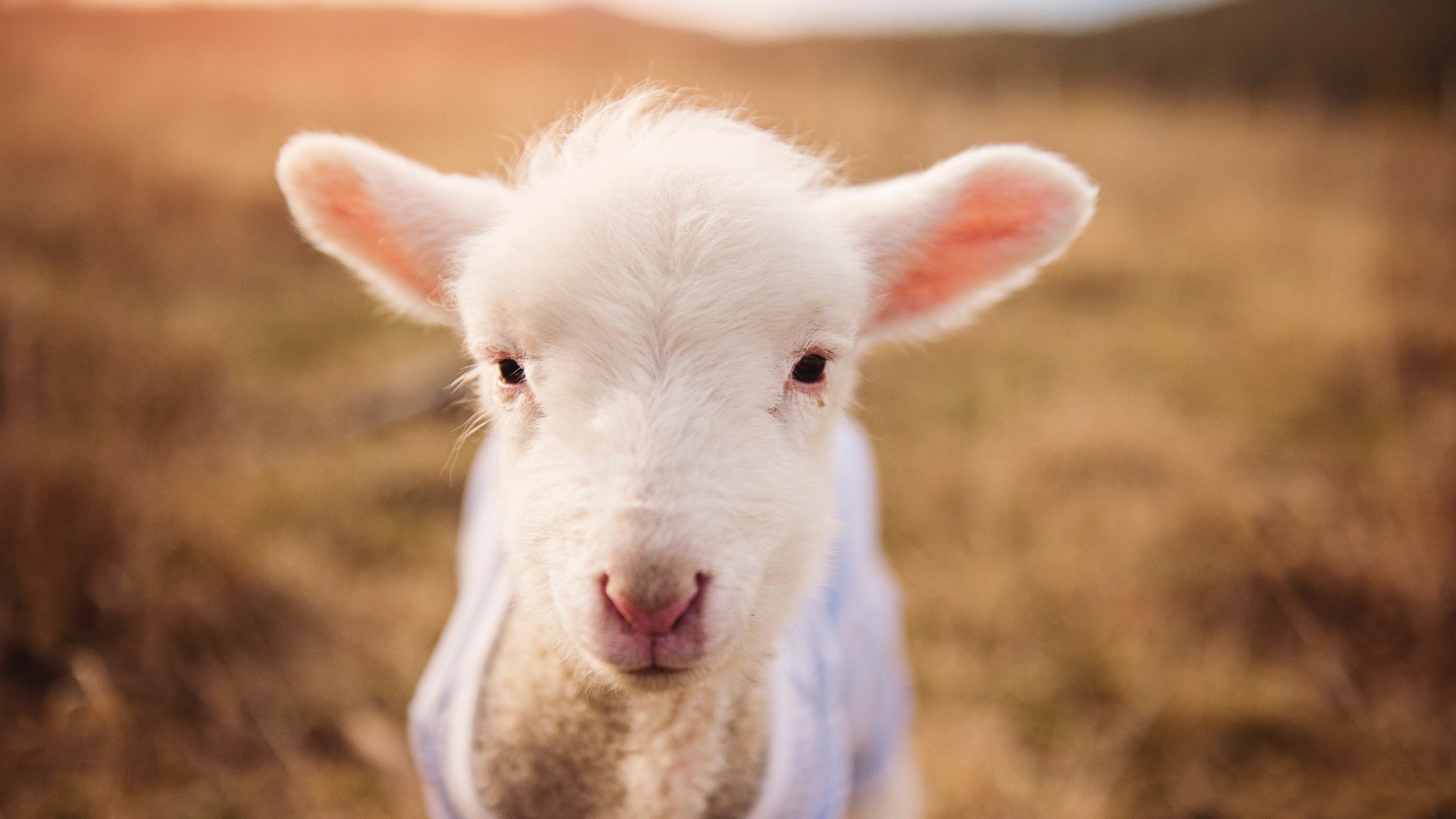 开云体育登录-女子乒乓球员技术多样化研究获得突破，女子乒乓球选手名单