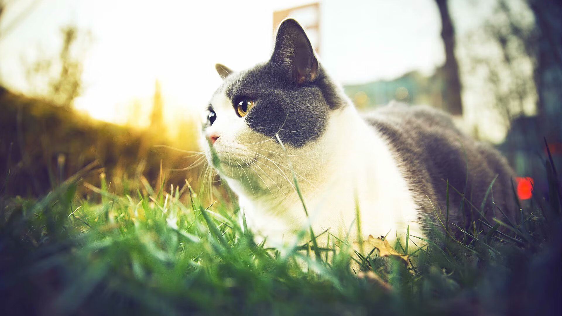 希腊男篮在欧洲锦标赛中风采依旧,冠军梦再续辉煌,希腊男篮遭绝杀无缘奥运