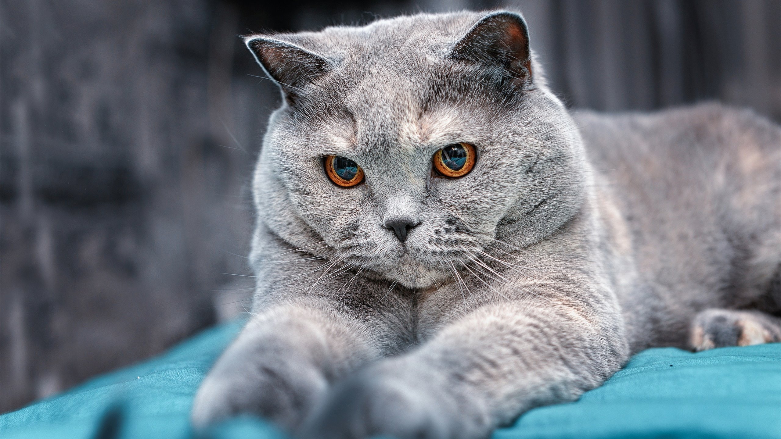 球队医疗报告透明,伤病恢复进度获外界关注,球队伤病情况