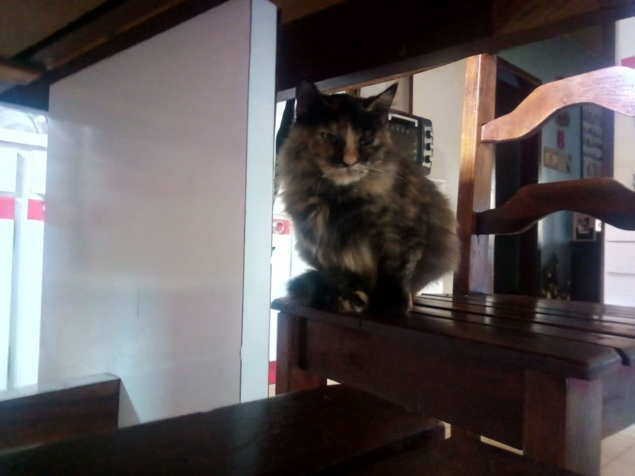 科贝特优雅泳姿背后蕴藏惊人实力,科特贝德机电设备(北京)有限公司